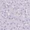 PITPNM Family Member 3 antibody, PA5-63642, Invitrogen Antibodies, Immunohistochemistry frozen image 