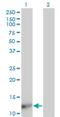 Fatty Acid Binding Protein 4 antibody, H00002167-M08, Novus Biologicals, Western Blot image 