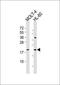 Rac Family Small GTPase 2 antibody, orb306634, Biorbyt, Western Blot image 