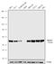 TNF receptor-associated factor 2 antibody, 702256, Invitrogen Antibodies, Western Blot image 