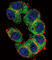 hTERT antibody, abx027803, Abbexa, Western Blot image 