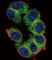 Telomerase Reverse Transcriptase antibody, abx027803, Abbexa, Western Blot image 