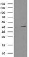 p38 MAPK antibody, LS-C797670, Lifespan Biosciences, Western Blot image 