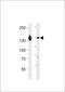 Integrin Subunit Alpha 6 antibody, 63-956, ProSci, Western Blot image 