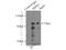 Receptor Interacting Serine/Threonine Kinase 1 antibody, 17519-1-AP, Proteintech Group, Immunoprecipitation image 