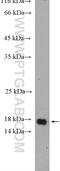 Melan-A antibody, 18472-1-AP, Proteintech Group, Western Blot image 