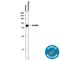 Sortilin 1 antibody, MAB3154, R&D Systems, Western Blot image 