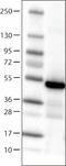 Isocitrate Dehydrogenase (NADP(+)) 1, Cytosolic antibody, NBP2-52882, Novus Biologicals, Western Blot image 