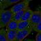 Zinc Finger SWIM-Type Containing 3 antibody, PA5-66332, Invitrogen Antibodies, Immunofluorescence image 