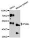 Interferon Induced Protein 44 Like antibody, LS-C748269, Lifespan Biosciences, Western Blot image 