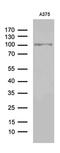 C2 Calcium Dependent Domain Containing 6 antibody, MA5-27497, Invitrogen Antibodies, Western Blot image 