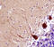 Serine/threonine-protein kinase PAK 7 antibody, MAB4696, R&D Systems, Immunohistochemistry frozen image 