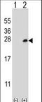 Docking Protein 5 antibody, LS-C167502, Lifespan Biosciences, Western Blot image 