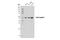 Nicotinamide Phosphoribosyltransferase antibody, 86634S, Cell Signaling Technology, Western Blot image 