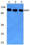 GRB2 Associated Binding Protein 1 antibody, A01989-2, Boster Biological Technology, Western Blot image 