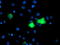 Carboxypeptidase A1 antibody, TA504524, Origene, Immunofluorescence image 