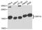 Signal Recognition Particle 14 antibody, A07709, Boster Biological Technology, Western Blot image 