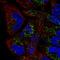 Transcription Factor A, Mitochondrial antibody, HPA063684, Atlas Antibodies, Immunocytochemistry image 