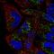 Transcription factor A, mitochondrial antibody, HPA063684, Atlas Antibodies, Immunocytochemistry image 