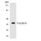 Taste 2 Receptor Member 10 antibody, LS-C200750, Lifespan Biosciences, Western Blot image 