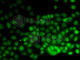 High Mobility Group Nucleosomal Binding Domain 2 antibody, A6156, ABclonal Technology, Immunofluorescence image 