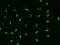 E3 ubiquitin-protein ligase TRIM31 antibody, 206575-T02, Sino Biological, Immunohistochemistry frozen image 