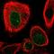 Annexin A5 antibody, PA5-57231, Invitrogen Antibodies, Immunofluorescence image 