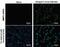 Mal, T Cell Differentiation Protein antibody, NBP2-42893, Novus Biologicals, Immunocytochemistry image 