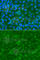 Acyl-CoA Dehydrogenase Family Member 9 antibody, A7798, ABclonal Technology, Immunofluorescence image 