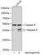 Caspase 9 antibody, 14-184, ProSci, Western Blot image 