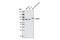 Forkhead Box P1 antibody, 2005S, Cell Signaling Technology, Western Blot image 