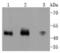 Mitogen-Activated Protein Kinase Kinase 7 antibody, NBP2-67764, Novus Biologicals, Western Blot image 