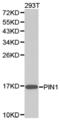Peptidylprolyl Cis/Trans Isomerase, NIMA-Interacting 1 antibody, LS-C192861, Lifespan Biosciences, Western Blot image 