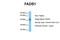 Fatty Acid Desaturase 1 antibody, ARP42384_T100, Aviva Systems Biology, Western Blot image 