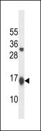 GABA Type A Receptor Associated Protein Like 2 antibody, LS-C166387, Lifespan Biosciences, Western Blot image 