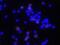 CD8 antibody, BAM116, R&D Systems, Immunohistochemistry frozen image 
