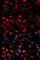 Heat Shock Protein Family B (Small) Member 1 antibody, AP0041, ABclonal Technology, Immunofluorescence image 