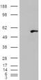 STEAP4 Metalloreductase antibody, 46-442, ProSci, Western Blot image 