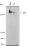 R-PTP-J antibody, MAB1934, R&D Systems, Western Blot image 