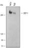 Protein Tyrosine Phosphatase Receptor Type J antibody, MAB1934, R&D Systems, Western Blot image 