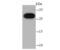 Chromobox 7 antibody, NBP2-75433, Novus Biologicals, Western Blot image 