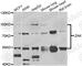 Mitogen-Activated Protein Kinase Kinase Kinase 20 antibody, A7371, ABclonal Technology, Western Blot image 
