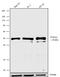 Forkhead Box A2 antibody, 710730, Invitrogen Antibodies, Western Blot image 