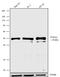 Forkhead Box A2 antibody, 710730, Invitrogen Antibodies, Western Blot image 