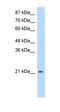 Fer3 Like BHLH Transcription Factor antibody, orb324634, Biorbyt, Western Blot image 