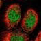 Pyridoxal Kinase antibody, PA5-56395, Invitrogen Antibodies, Immunofluorescence image 