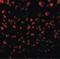 CCL11 antibody, LS-C259, Lifespan Biosciences, Immunofluorescence image 