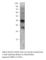 Anti-Silencing Function 1A Histone Chaperone antibody, ASF1A-101AP, FabGennix, Western Blot image 