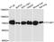 YY1 Associated Protein 1 antibody, A04846, Boster Biological Technology, Western Blot image 