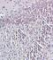 Prepronociceptin antibody, orb11142, Biorbyt, Immunohistochemistry paraffin image 